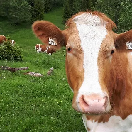 아파트 Bio-bauernhof Schiederhof *