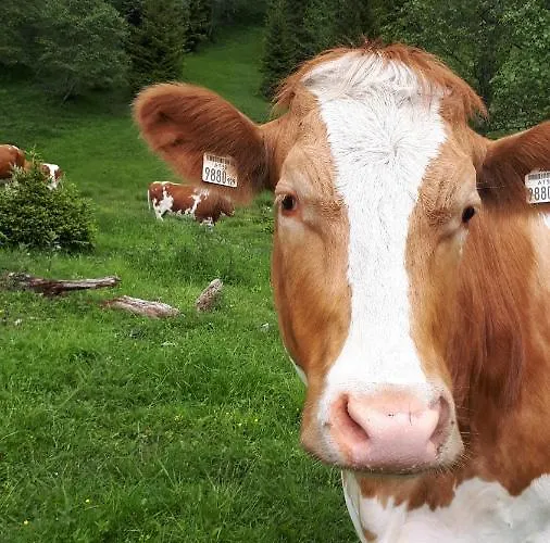 Апартаменты Bio-bauernhof Schiederhof *